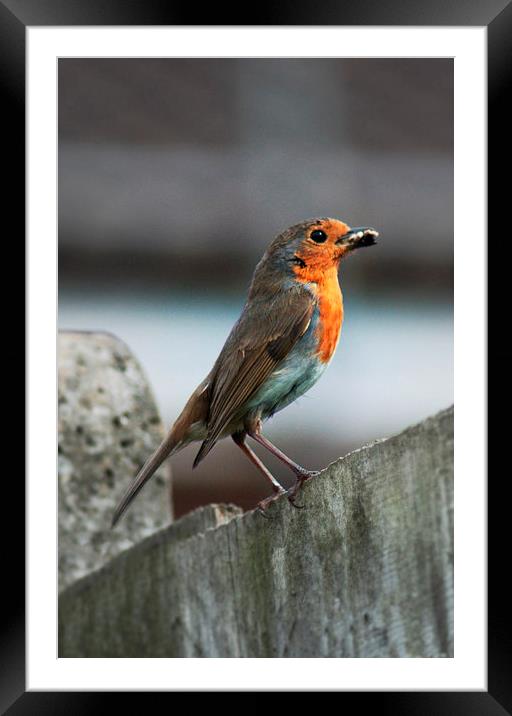 Robin with Worm Framed Mounted Print by Heather Wise
