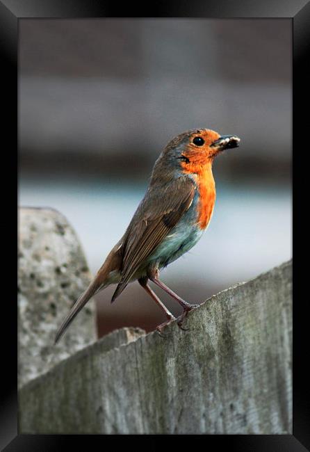 Robin with Worm Framed Print by Heather Wise