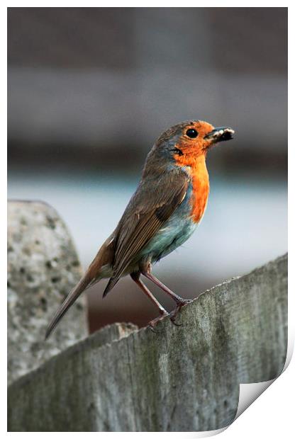 Robin with Worm Print by Heather Wise