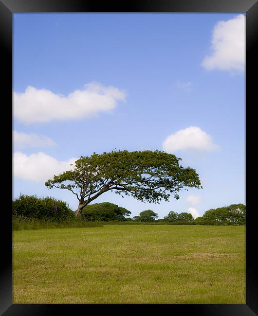 The Windswept Tree Framed Print by Mike Gorton