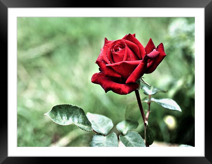 Red Rose Framed Mounted Print by Heather Wise