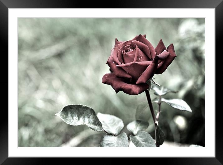Red Rose Framed Mounted Print by Heather Wise