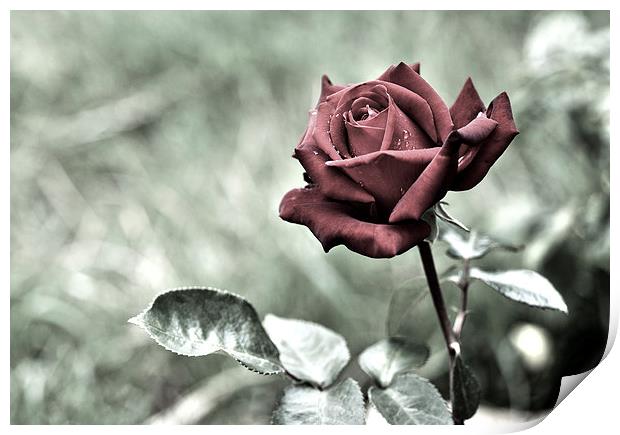 Red Rose Print by Heather Wise