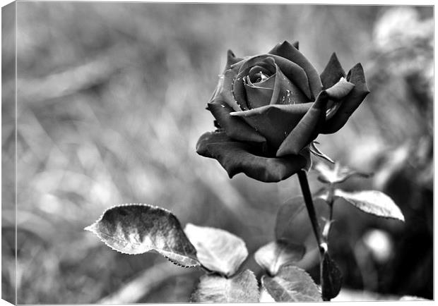 Red Rose in Black and White Canvas Print by Heather Wise