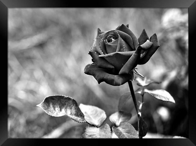 Red Rose in Black and White Framed Print by Heather Wise