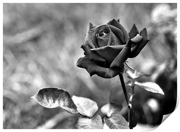 Red Rose in Black and White Print by Heather Wise