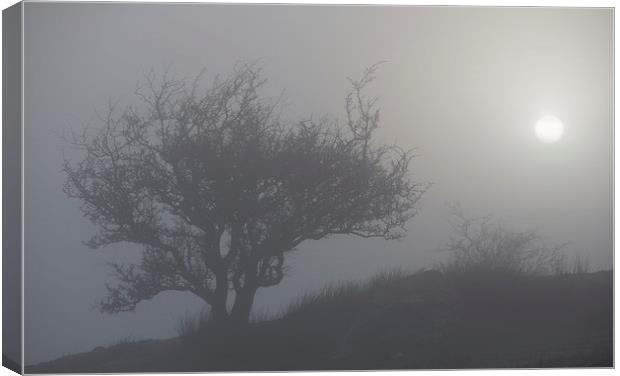 Misty tree Canvas Print by Rory Trappe
