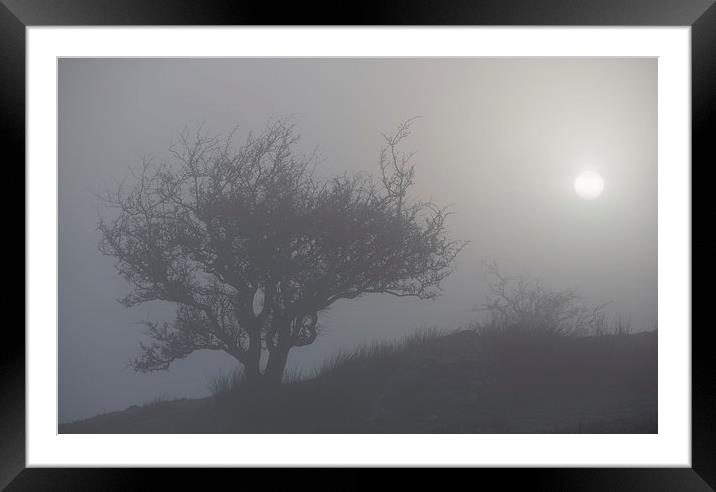 Misty tree Framed Mounted Print by Rory Trappe