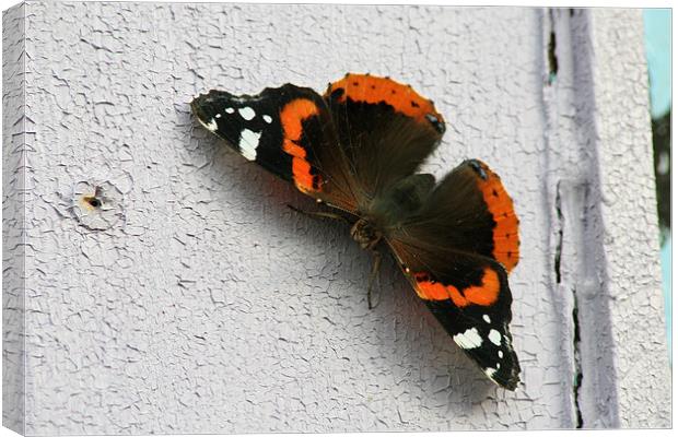 Red Admiral Butterfly resting Canvas Print by Tim  Senior