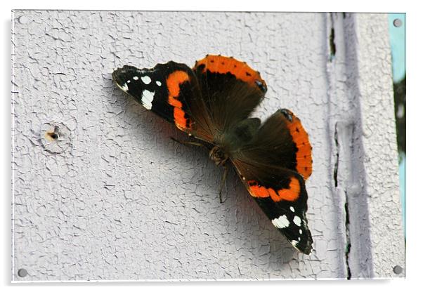 Red Admiral Butterfly resting Acrylic by Tim  Senior