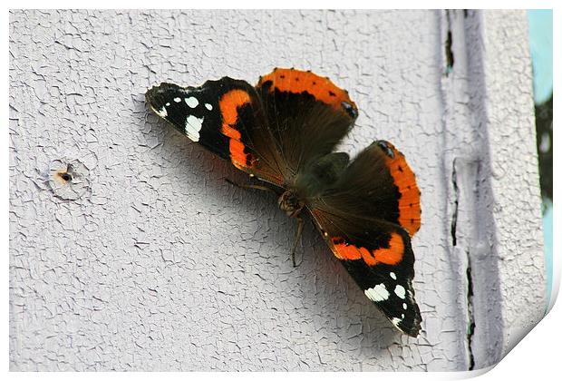 Red Admiral Butterfly resting Print by Tim  Senior