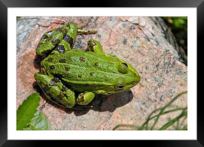 Green frog Framed Mounted Print by Matthias Hauser