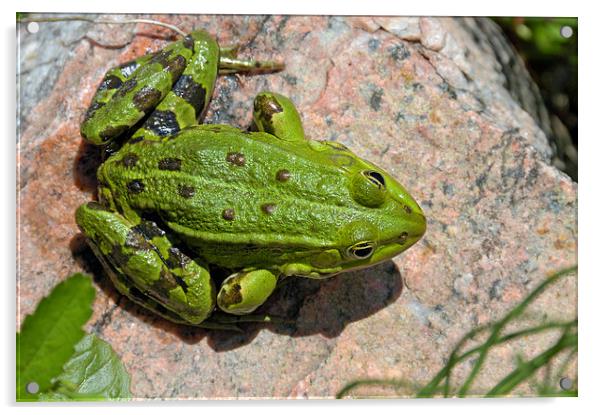 Green frog Acrylic by Matthias Hauser