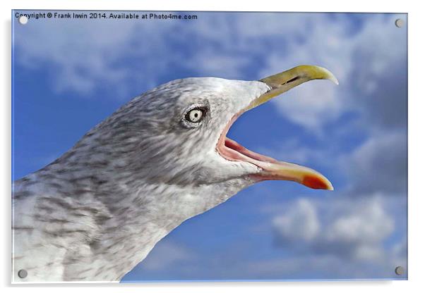 A sea bird Squawks Acrylic by Frank Irwin