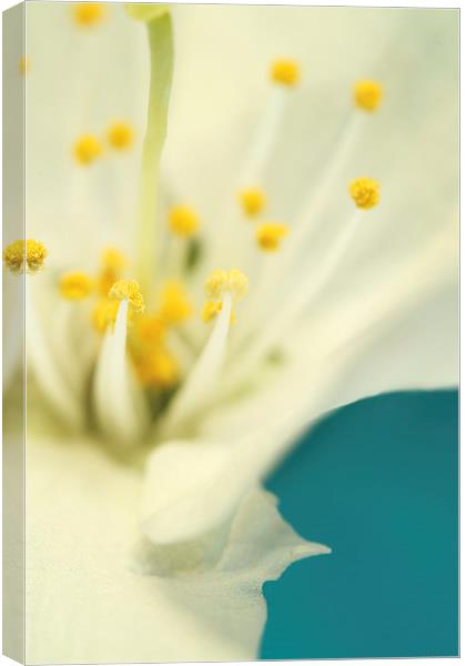 Blossom White Against Blue Canvas Print by Sharon Johnstone
