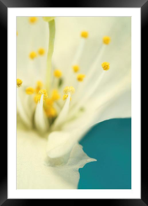 Blossom White Against Blue Framed Mounted Print by Sharon Johnstone