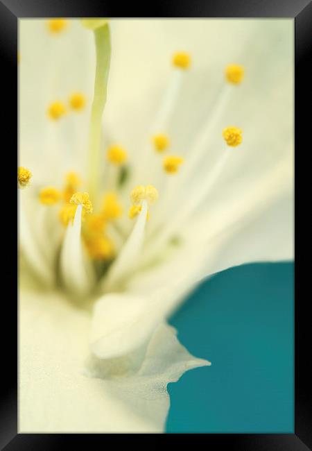 Blossom White Against Blue Framed Print by Sharon Johnstone