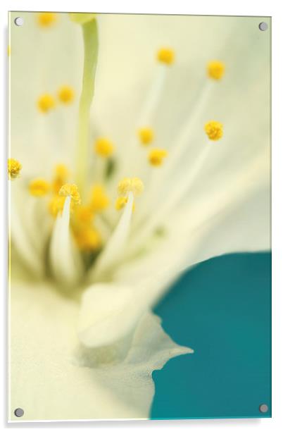 Blossom White Against Blue Acrylic by Sharon Johnstone