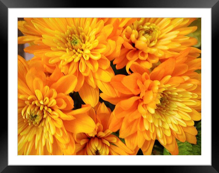 Gold and Orange Chrysants Framed Mounted Print by james richmond
