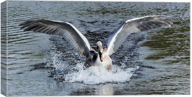 beautiful swan Canvas Print by nick wastie
