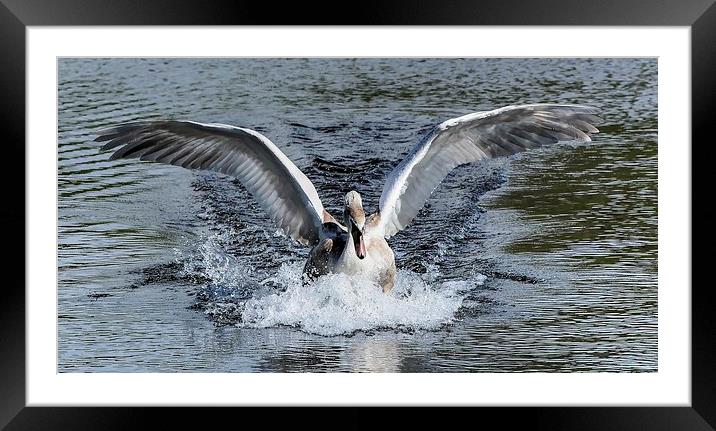 beautiful swan Framed Mounted Print by nick wastie