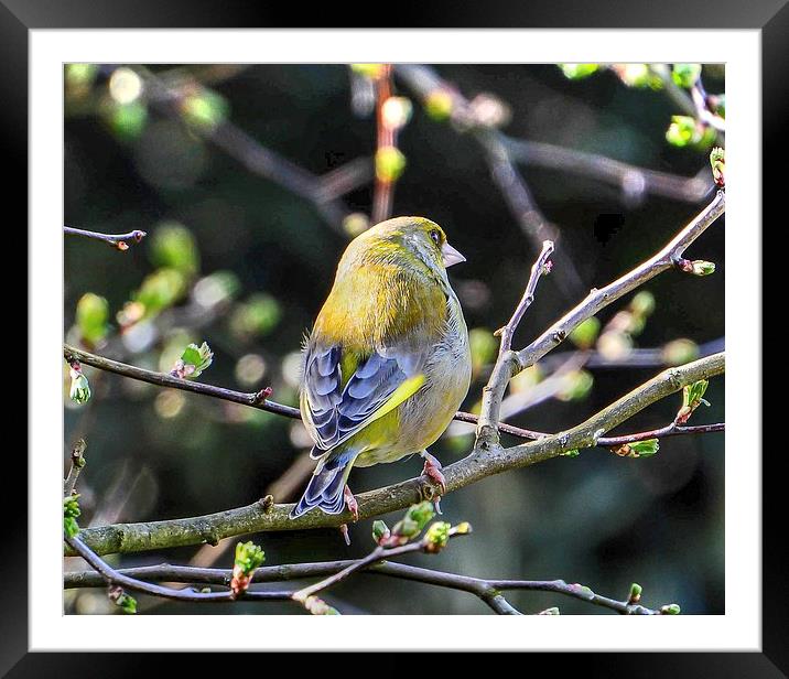 beautiful greenfinch Framed Mounted Print by nick wastie