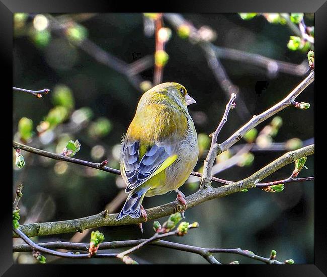 beautiful greenfinch Framed Print by nick wastie