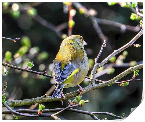 beautiful greenfinch Print by nick wastie
