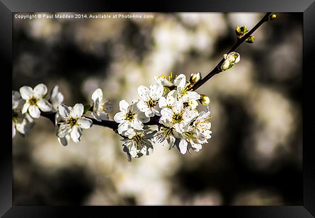 Cherry Blossom Framed Print by Paul Madden