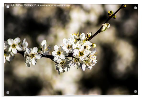 Cherry Blossom Acrylic by Paul Madden