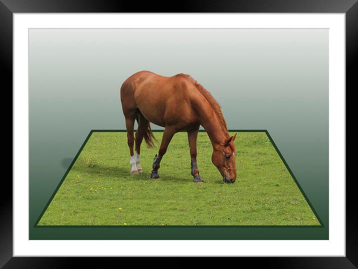 Pop up Horse ! Framed Mounted Print by Peter Mclardy