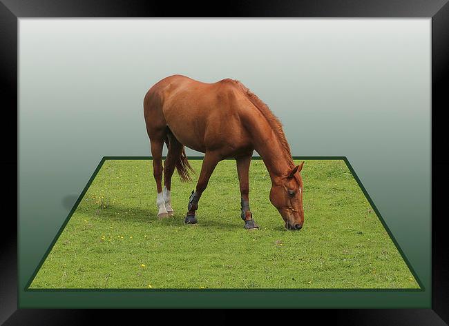 Pop up Horse ! Framed Print by Peter Mclardy
