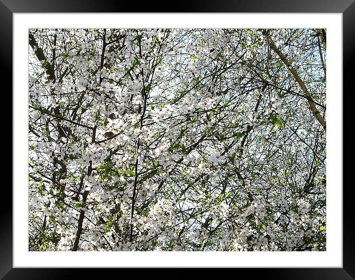 Spring Blossom Framed Mounted Print by james richmond