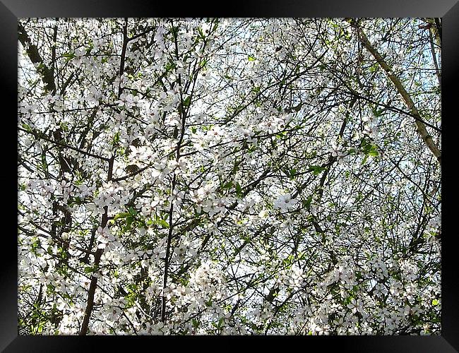 Spring Blossom Framed Print by james richmond