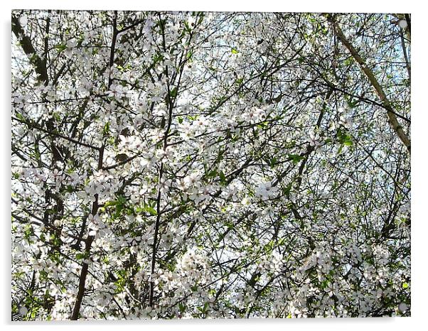 Spring Blossom Acrylic by james richmond
