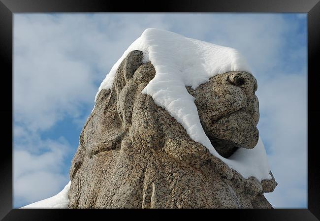 Snow-covered lion statue Stuttgart Framed Print by Matthias Hauser