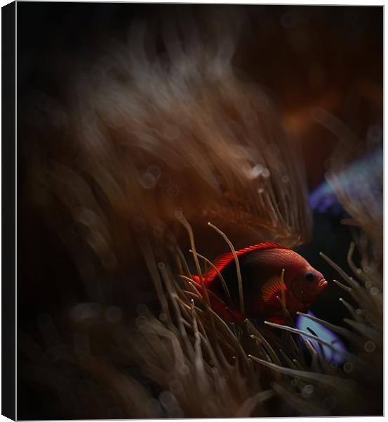 Swimming the tank Canvas Print by Thomas Grob