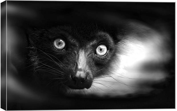 Peeking Ring-Tailed Lemur in Black and White Canvas Print by Heather Wise