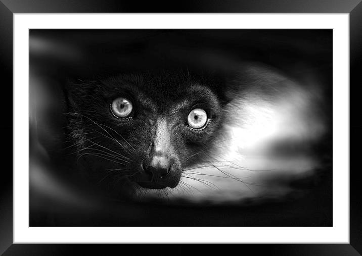 Peeking Ring-Tailed Lemur in Black and White Framed Mounted Print by Heather Wise