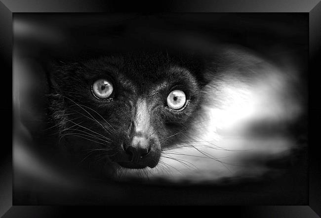 Peeking Ring-Tailed Lemur in Black and White Framed Print by Heather Wise