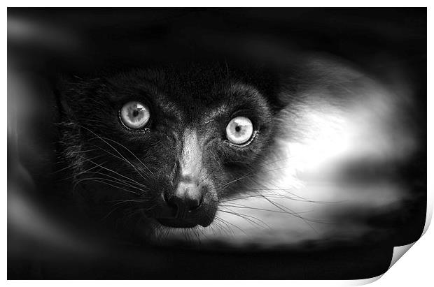 Peeking Ring-Tailed Lemur in Black and White Print by Heather Wise