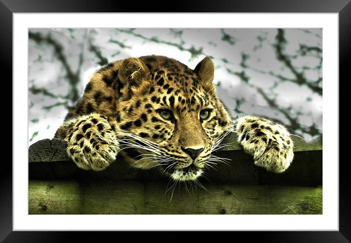 Amur Leopard Framed Mounted Print by Heather Wise