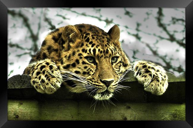 Amur Leopard Framed Print by Heather Wise