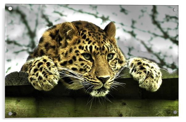 Amur Leopard Acrylic by Heather Wise
