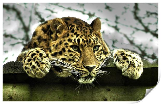Amur Leopard Print by Heather Wise