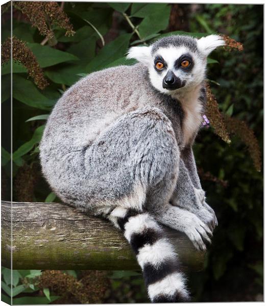 Ring-Tailed Lemur Canvas Print by Heather Wise