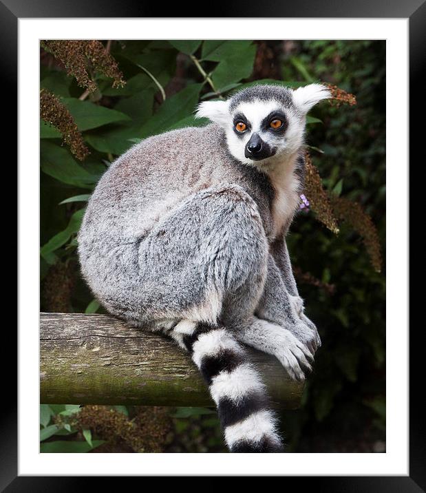 Ring-Tailed Lemur Framed Mounted Print by Heather Wise