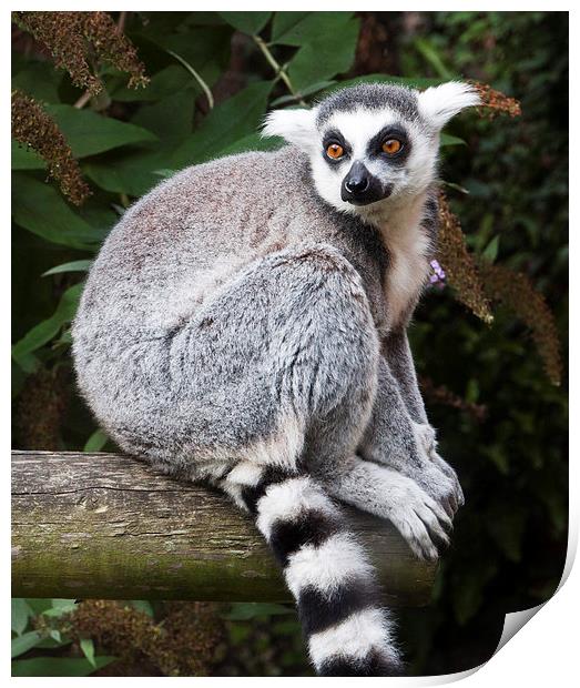 Ring-Tailed Lemur Print by Heather Wise