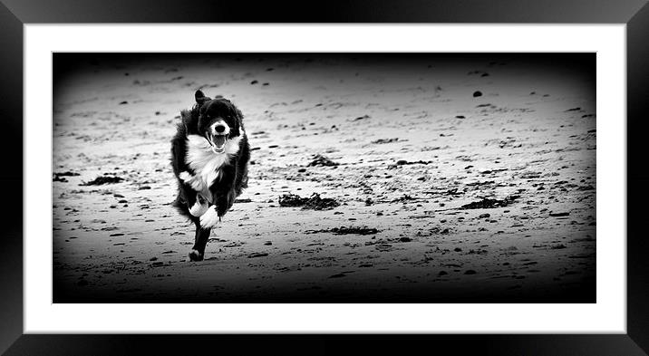 Border Collie - The Chase Framed Mounted Print by Heather Wise
