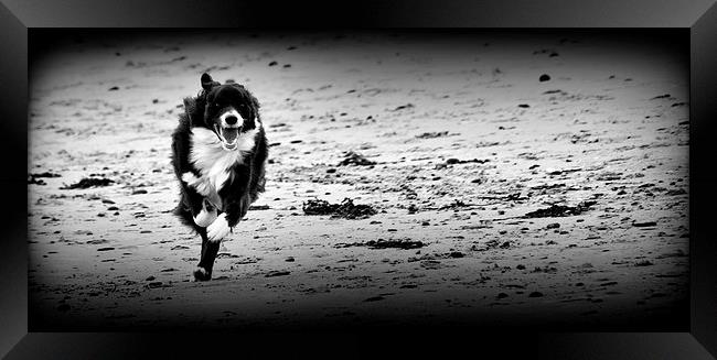 Border Collie - The Chase Framed Print by Heather Wise